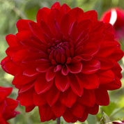 Dahlia Decorative 'Abba'